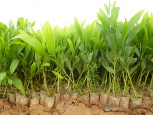 GIỐNG CÂY KEO LAI