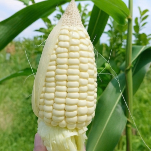 Hạt Giống Bắp Nếp Nù Sữa Op - 50 Gram