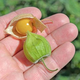 Hạt Giống Thù Lù Nam Mỹ Trái Anh Đào - 0.5 Gram