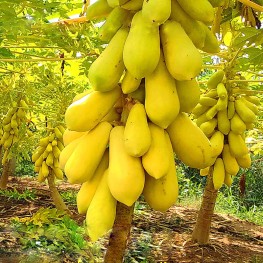 Hạt Giống Đu Đủ Da Vàng ( Vỏ Vàng ) - 10 Hạt