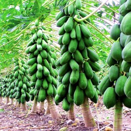 Hạt Giống Đu Đủ Siêu Lùn Thái Lan Ruột Đỏ - 20 Hạt
