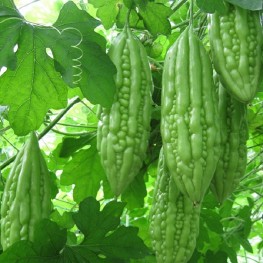 Hạt Giống Khổ Qua - 10 Hạt