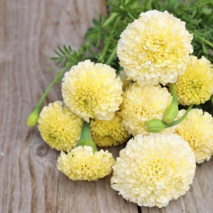 Hạt Giống Hoa Vạn Thọ Mỹ Lùn Trắng Ivory F1 - 10 Hạt