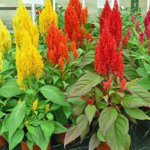Hạt Giống Hoa Mào Gà Lửa Lùn F1 Mix - 10 Hạt
