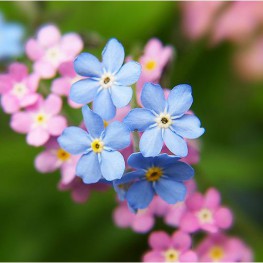 Hạt Giống Hoa Lưu Ly - Forget Me Not Mix - 1 Gram