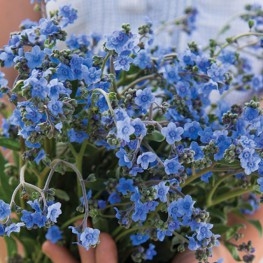 Hạt Giống Hoa Lưu Ly Xanh - Forget Me Not - 1 Gram