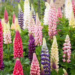 Hạt Giống Hoa Đậu Lupin Mix - 2 Gram