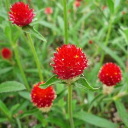 Hạt Giống Hoa Cúc Nút Áo Đỏ ( Cúc Bách Nhật ) - 1 Gram