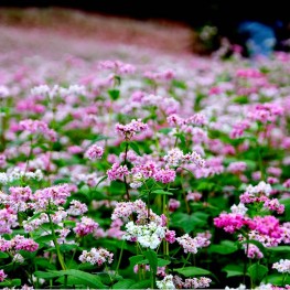 Hạt Giống Hoa Tam Giác Mạch - 10 Gram