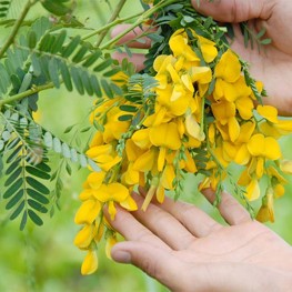 Hạt Giống Bông Hoa Điên Điển - 1 Gram
