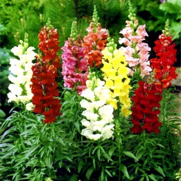 Hạt Giống Hoa Mõm Sói Mix - 0.5 gram
