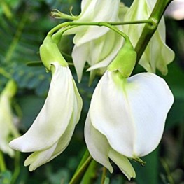 Hạt Giống Cây So Đũa - 50 Hạt