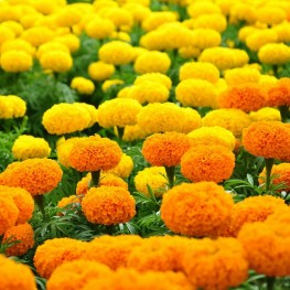 Hạt Giống Vạn Thọ Mỹ  - 0.5 Gram