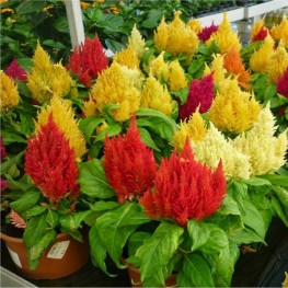 Hạt Giống Hoa Mào Gà Lửa Lùn  Mix - 50 Hạt