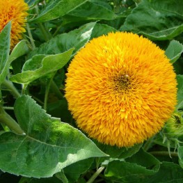 Hạt Giống Hoa Hướng Dương Gấu Trung( Lùn Kép) - 2 Gram