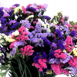 Hạt Giống Hoa Salem Mix F1- 20 Hạt