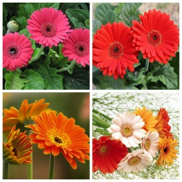 Hạt Giống Hoa Đồng Tiền Mix - 10 Hạt