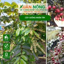 CÂY GIỐNG NHÃN TÍM