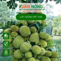 Cây giống mít thái siêu sớm