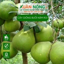 Cây giống bưởi năm roi