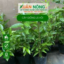 Cây giống lá vối - cây có vị thuốc