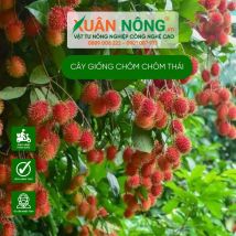 Cây giống chôm chôm thái