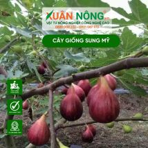 Cây giống sung mỹ