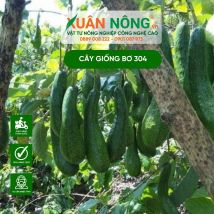 Cây giống bơ 034
