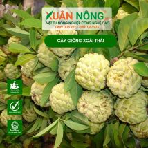Cây giống na thái