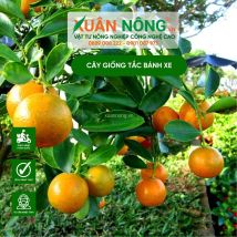 Cây giống tắc bánh xe