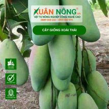 Cây giống xoài thái