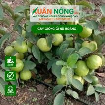 Cây giống ổi nữ hoàng