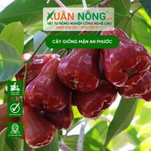 Cây giống mận an phước