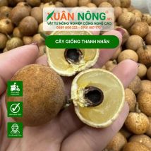 Cây giống thanh nhãn