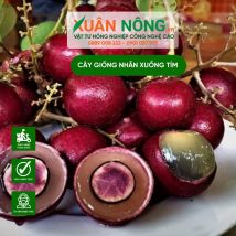 Cây giống nhãn xuồng tím