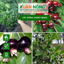 Cây giống cherry brazil