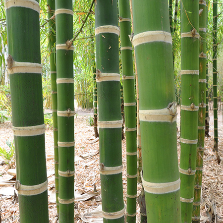 Cây Tre Thép Nam Mỹ