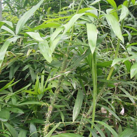 Cây Mây Nếp K83