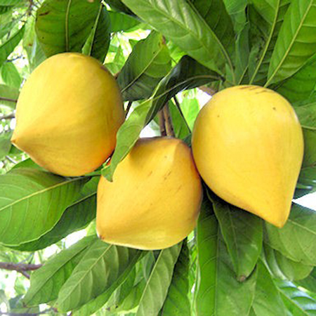 Cây Trứng Gà (Lê Ki Ma)