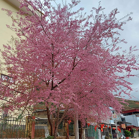 Cây Hoa Mai Anh Đào