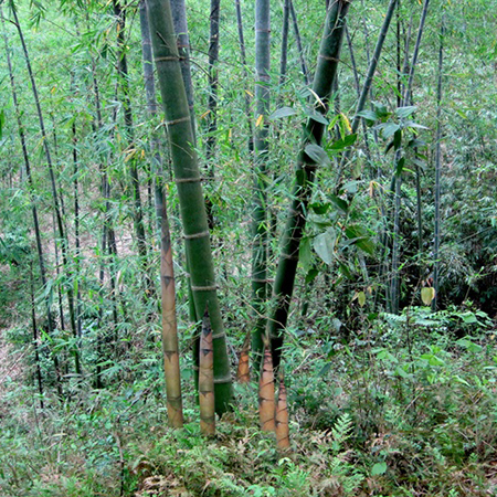 Giống Cây Tre Luồng