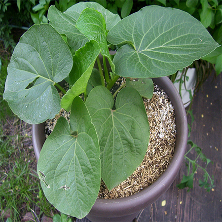 Cây Dổi Đất