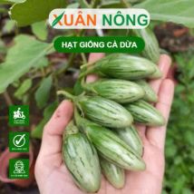 HẠT GIỐNG CÀ DỪA