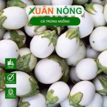 Hạt giống cà trứng ngỗng