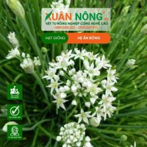 HẠT GIỐNG HẸ ĂN BÔNG