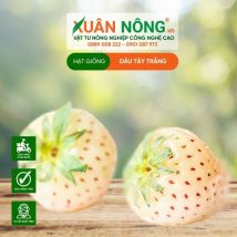 HẠT GIỐNG DÂU TÂY TRẮNG