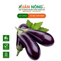 HẠT GIỐNG CÀ NÂU CƠM XANH