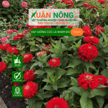 Hạt giống cúc lá nhám đỏ