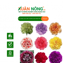 Hạt giống hoa cẩm chướng  đơn nhiều màu