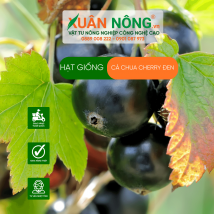 Hạt giống cà chua cherry đen